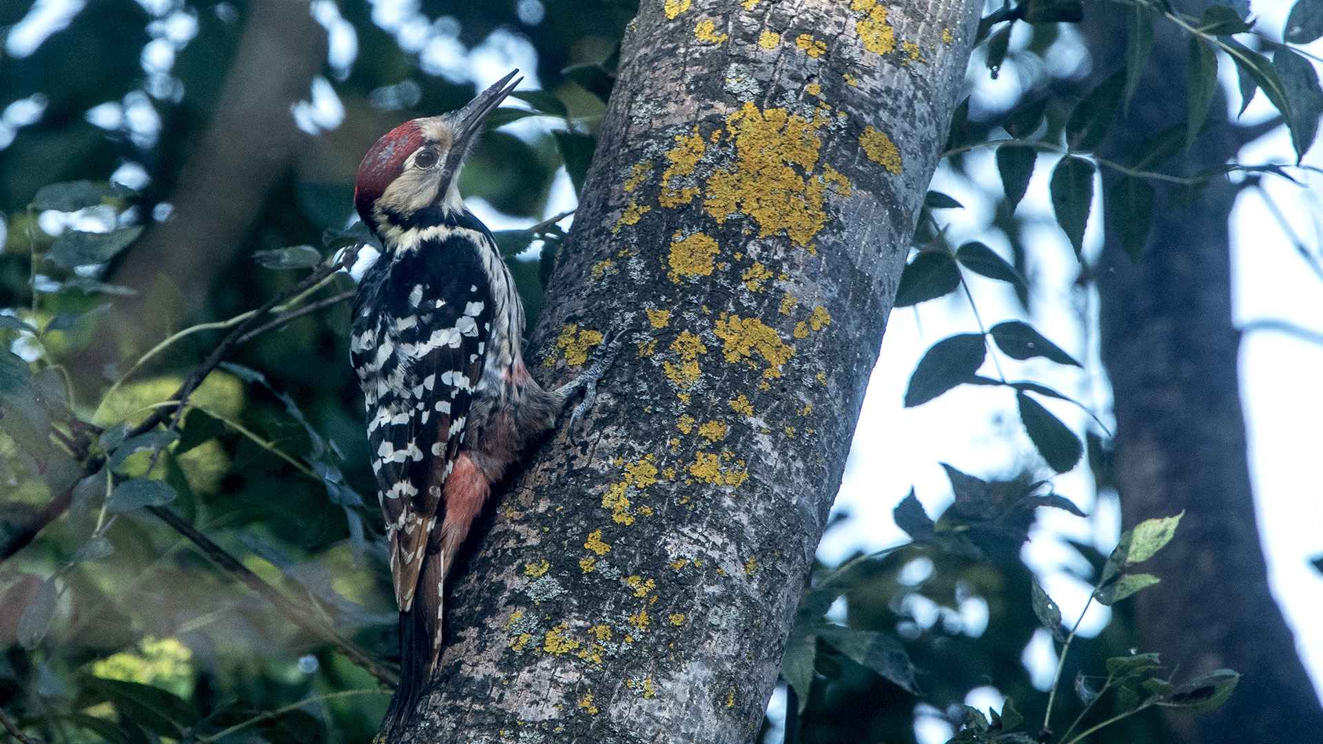 White-backed Woodpecker